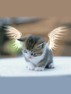 Funny Screensavers 0100